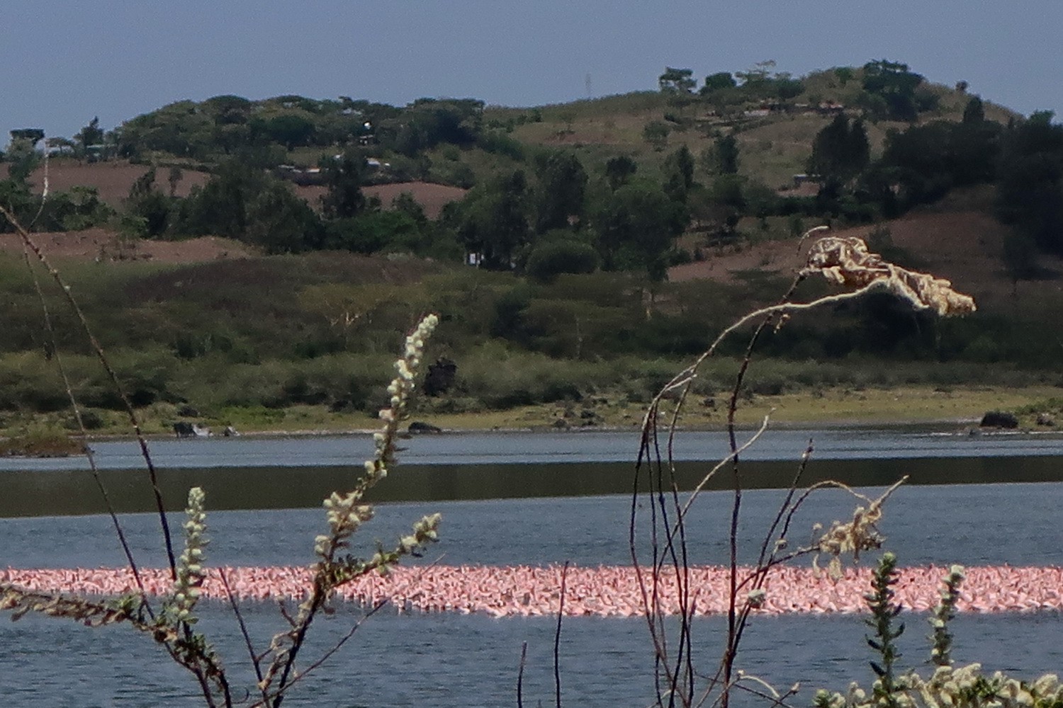 Flamingos on Big Momella Lake
